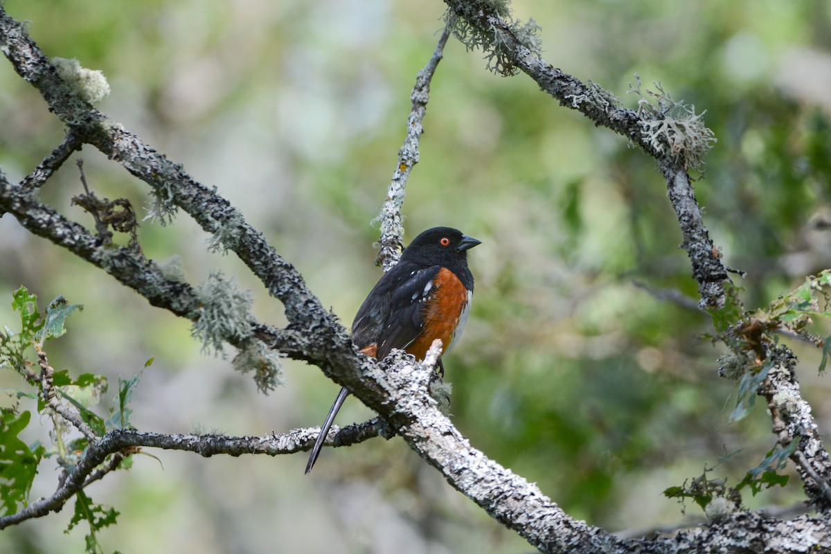 Spotted Towhee - ML620646777