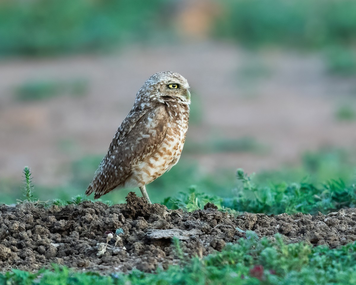 Burrowing Owl - ML620646778