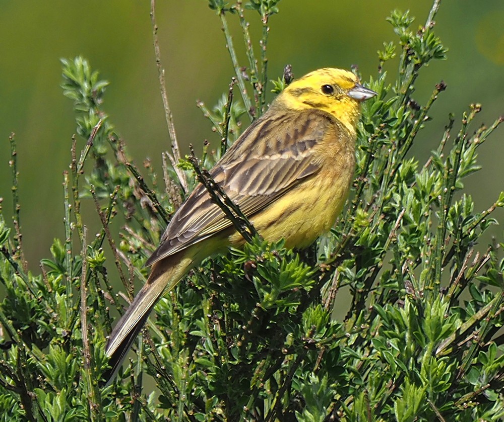 Yellowhammer - Wolfgang Siebert