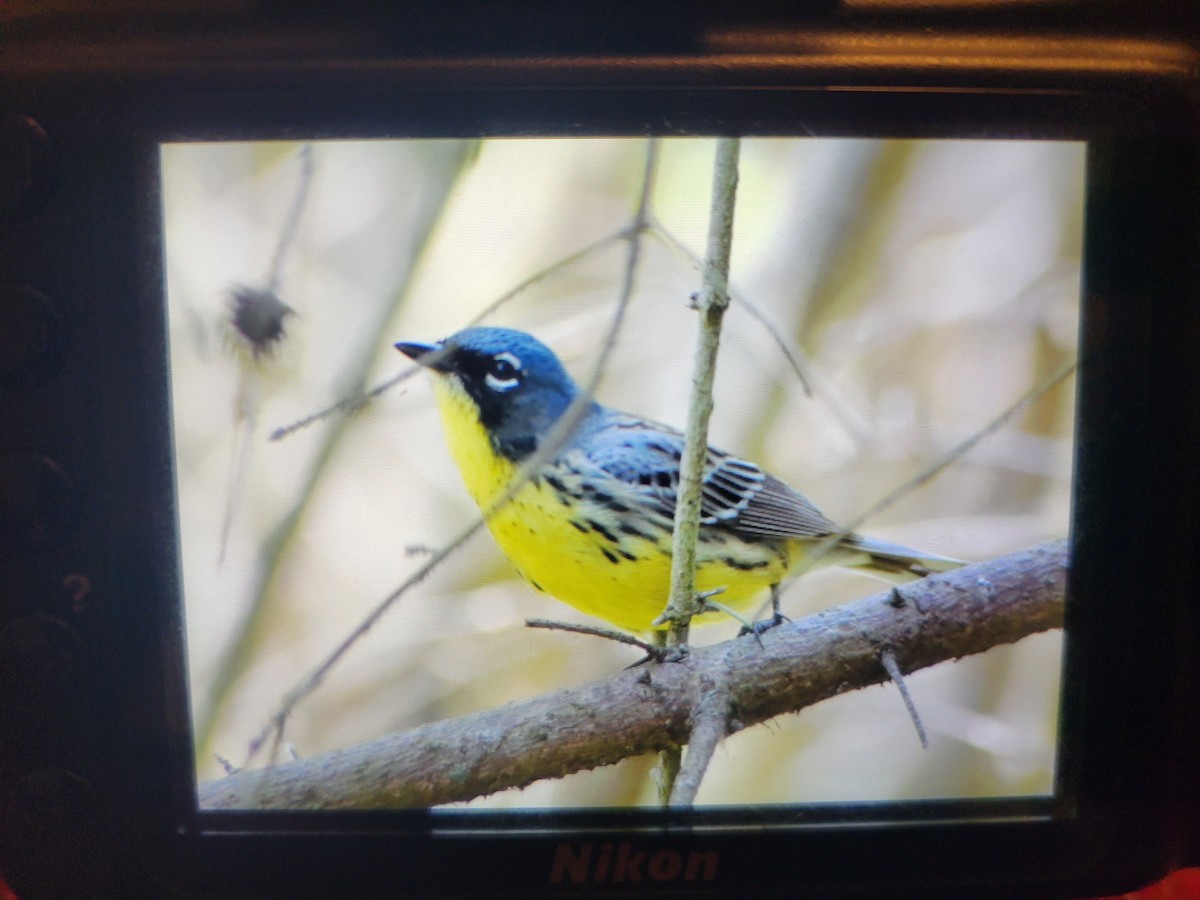 Kirtland's Warbler - ML620646784