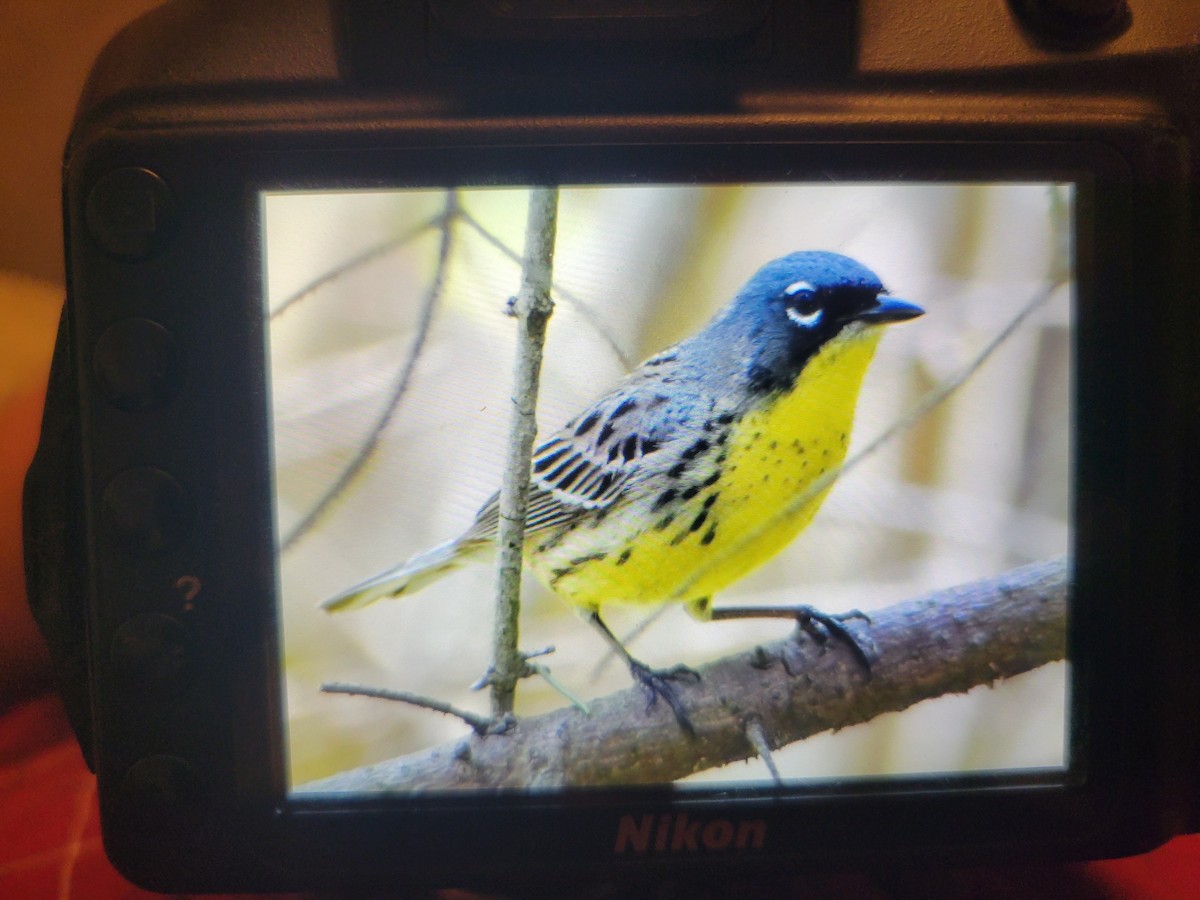 Kirtland's Warbler - Robert G. Buckert