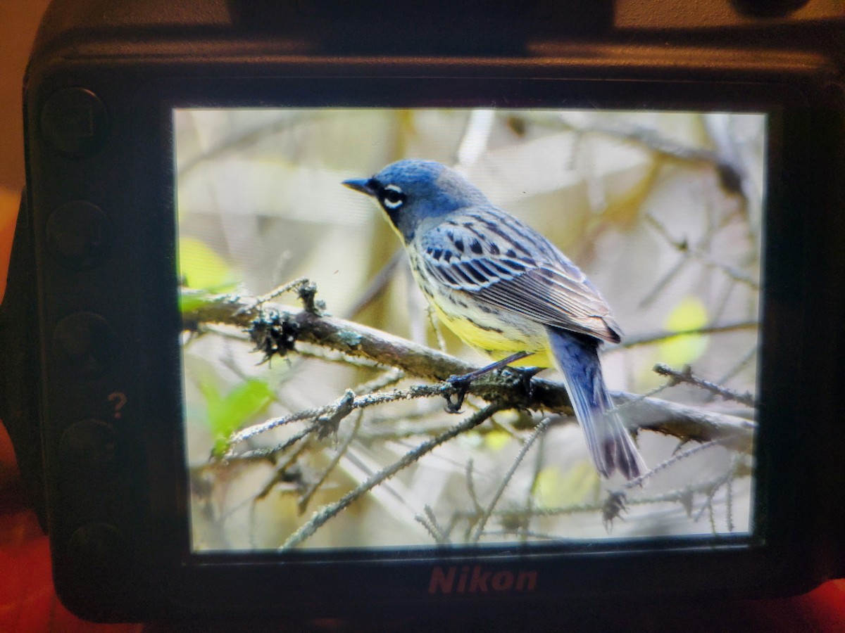 Kirtland's Warbler - ML620646786