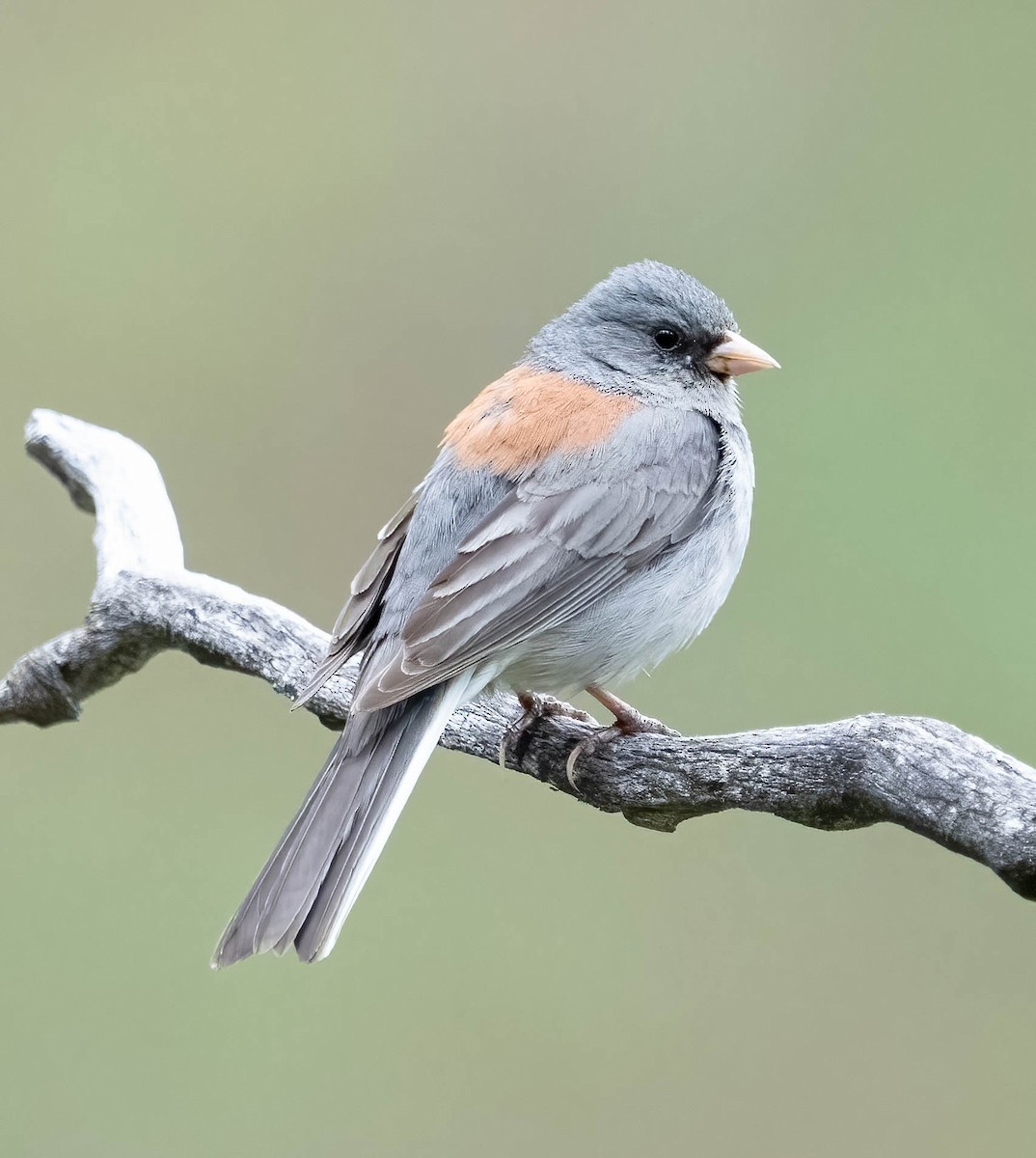 Dark-eyed Junco (Gray-headed) - ML620646792