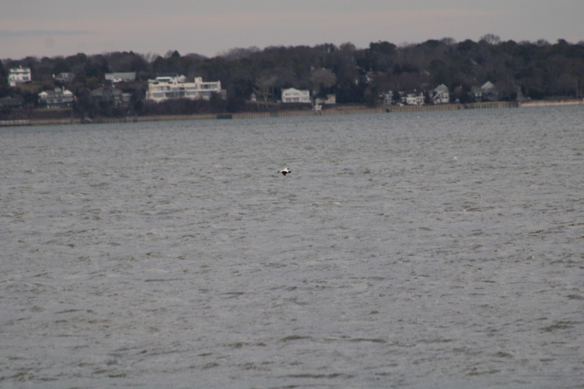 Common Eider - Jared Ganeles