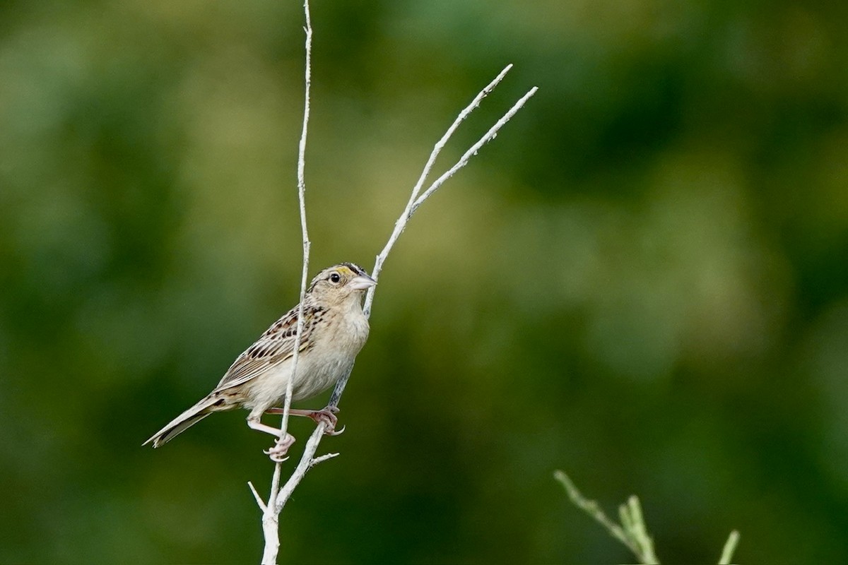 Grasshopper Sparrow - ML620646803