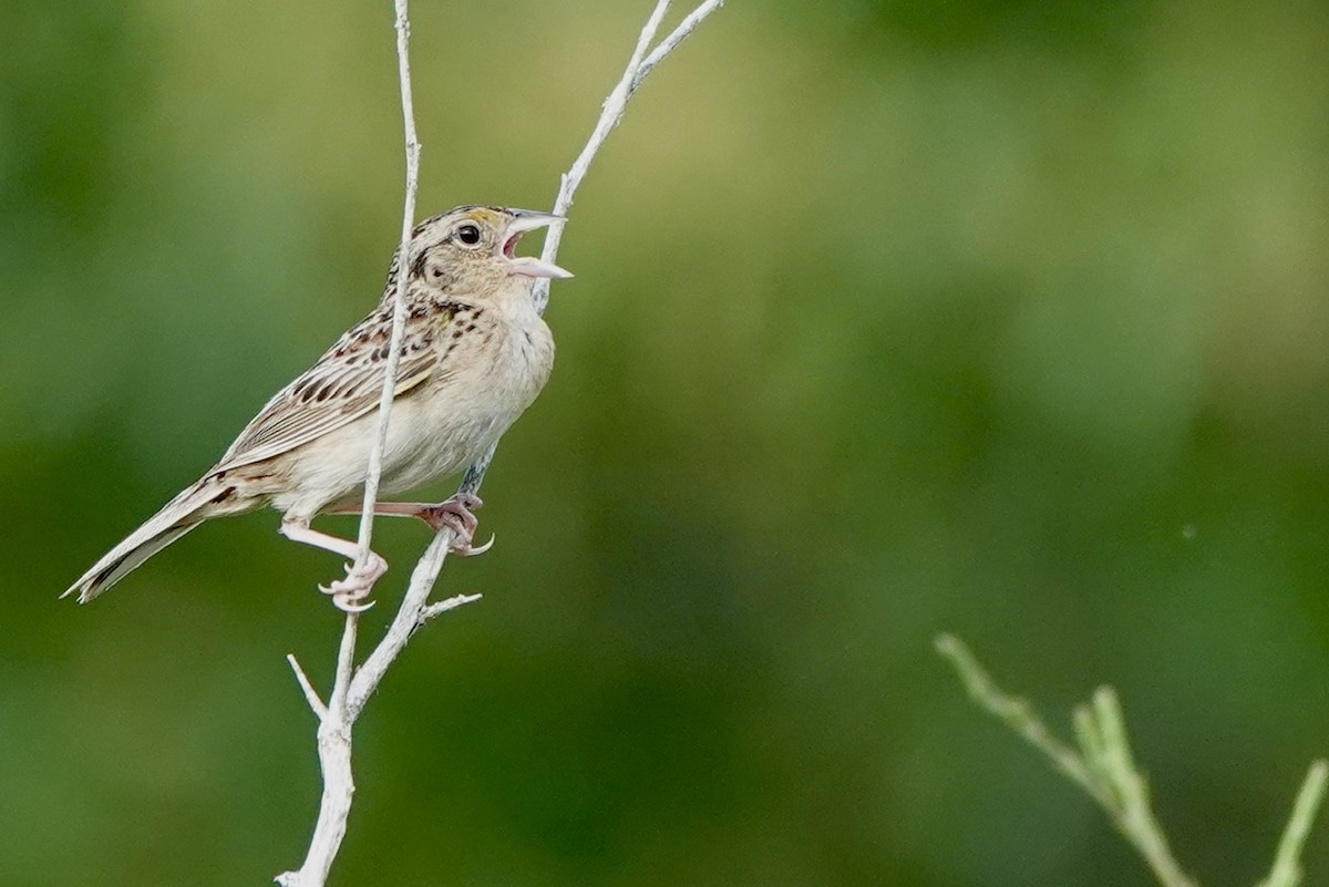 Grasshopper Sparrow - ML620646804