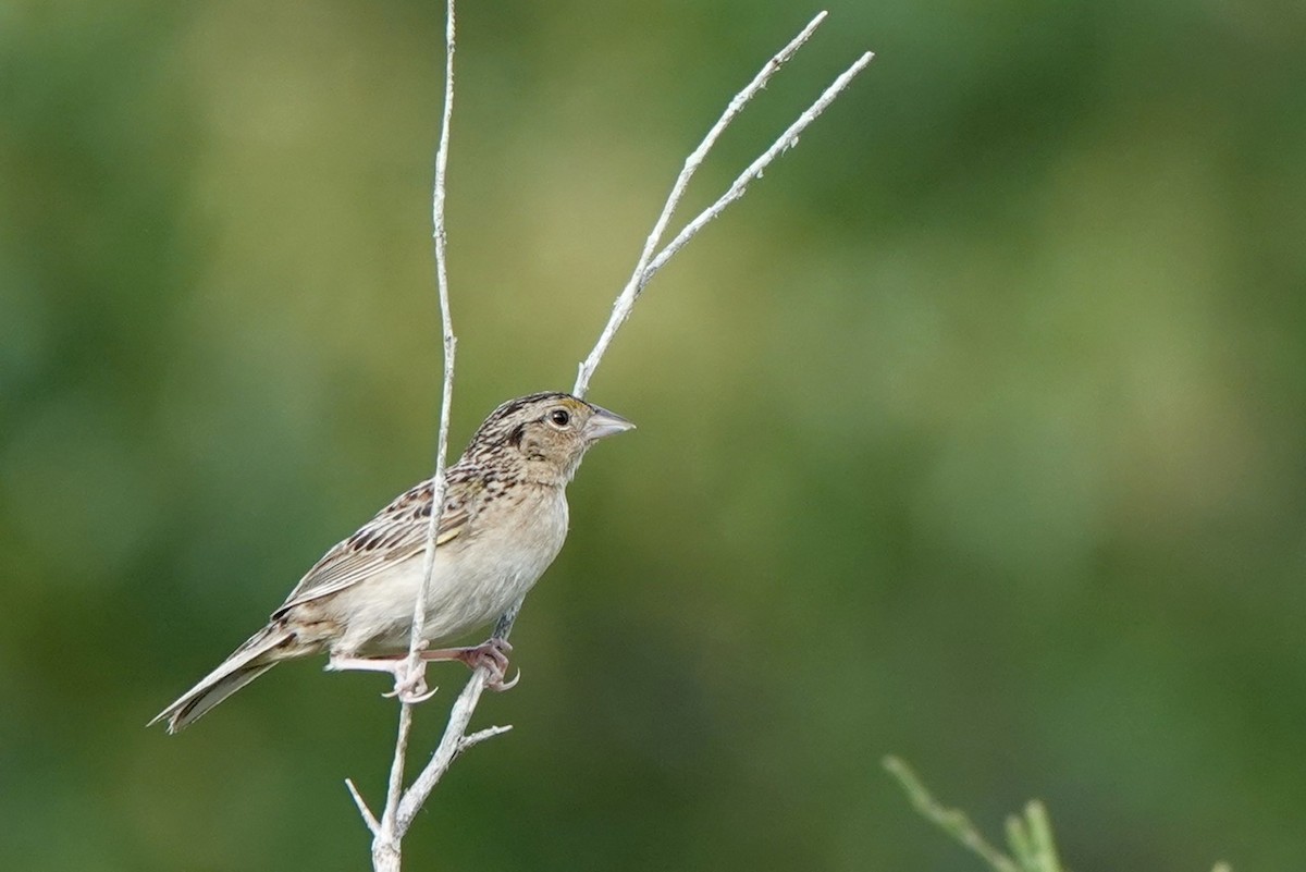 Grasshopper Sparrow - ML620646805