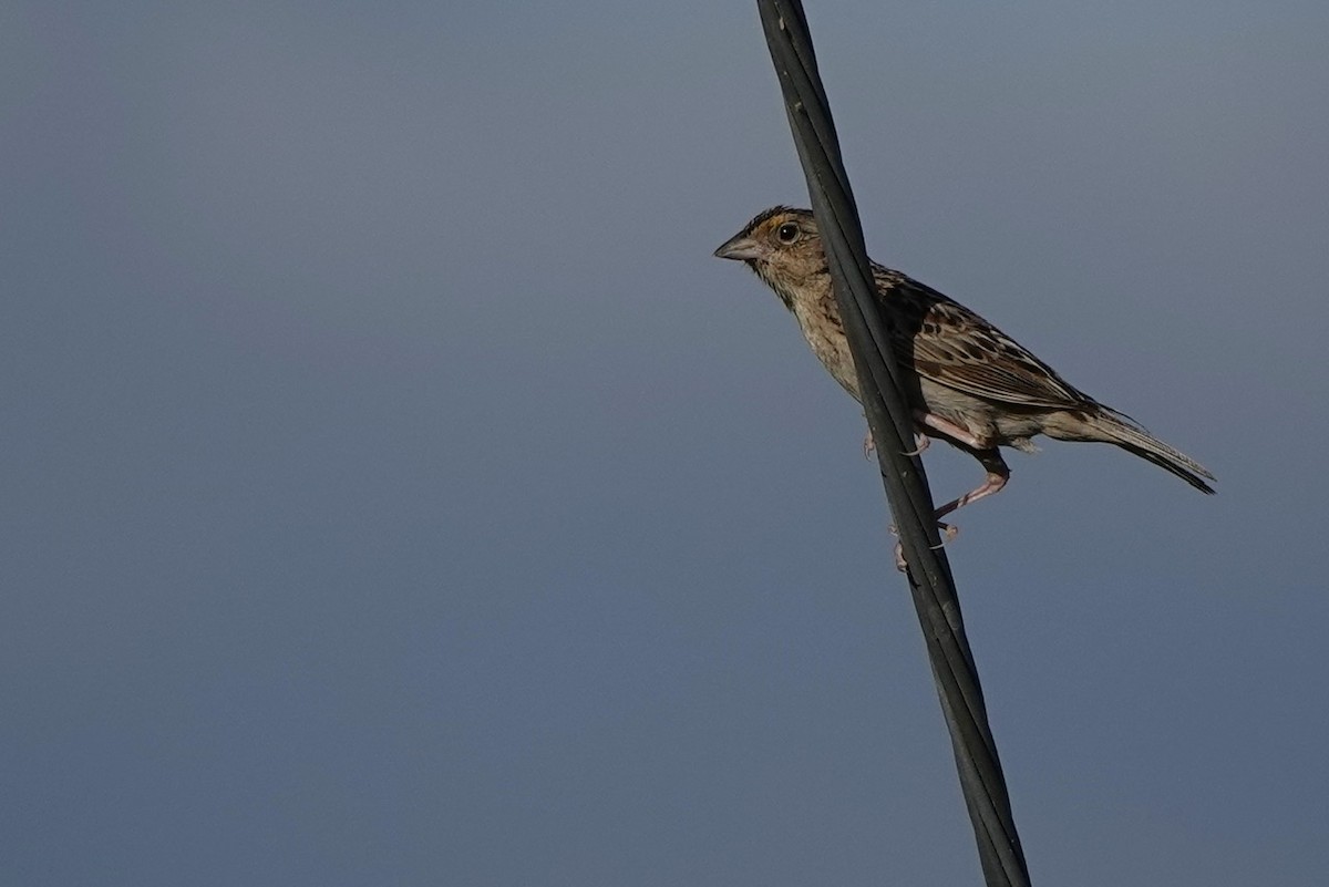 Grasshopper Sparrow - ML620646806