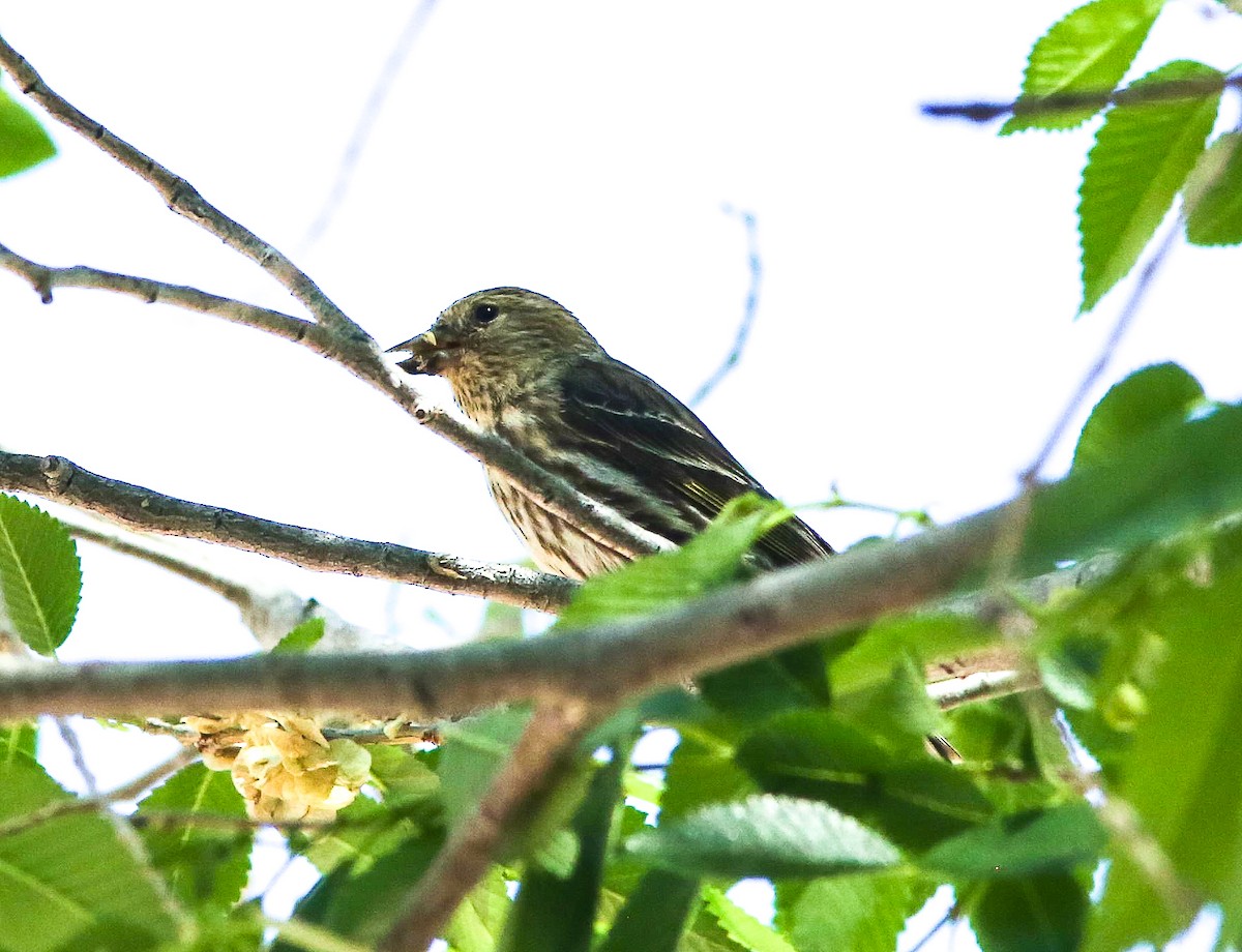 Pine Siskin - ML620646812