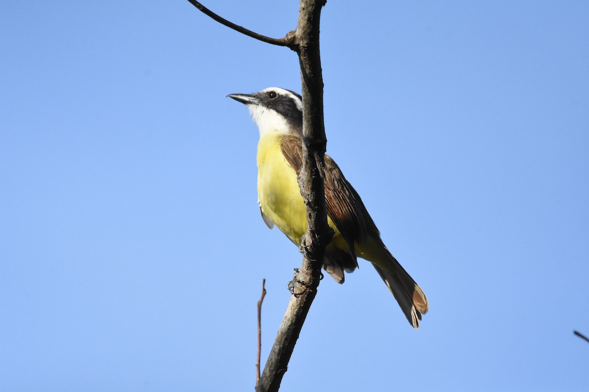 Great Kiskadee - ML620646813