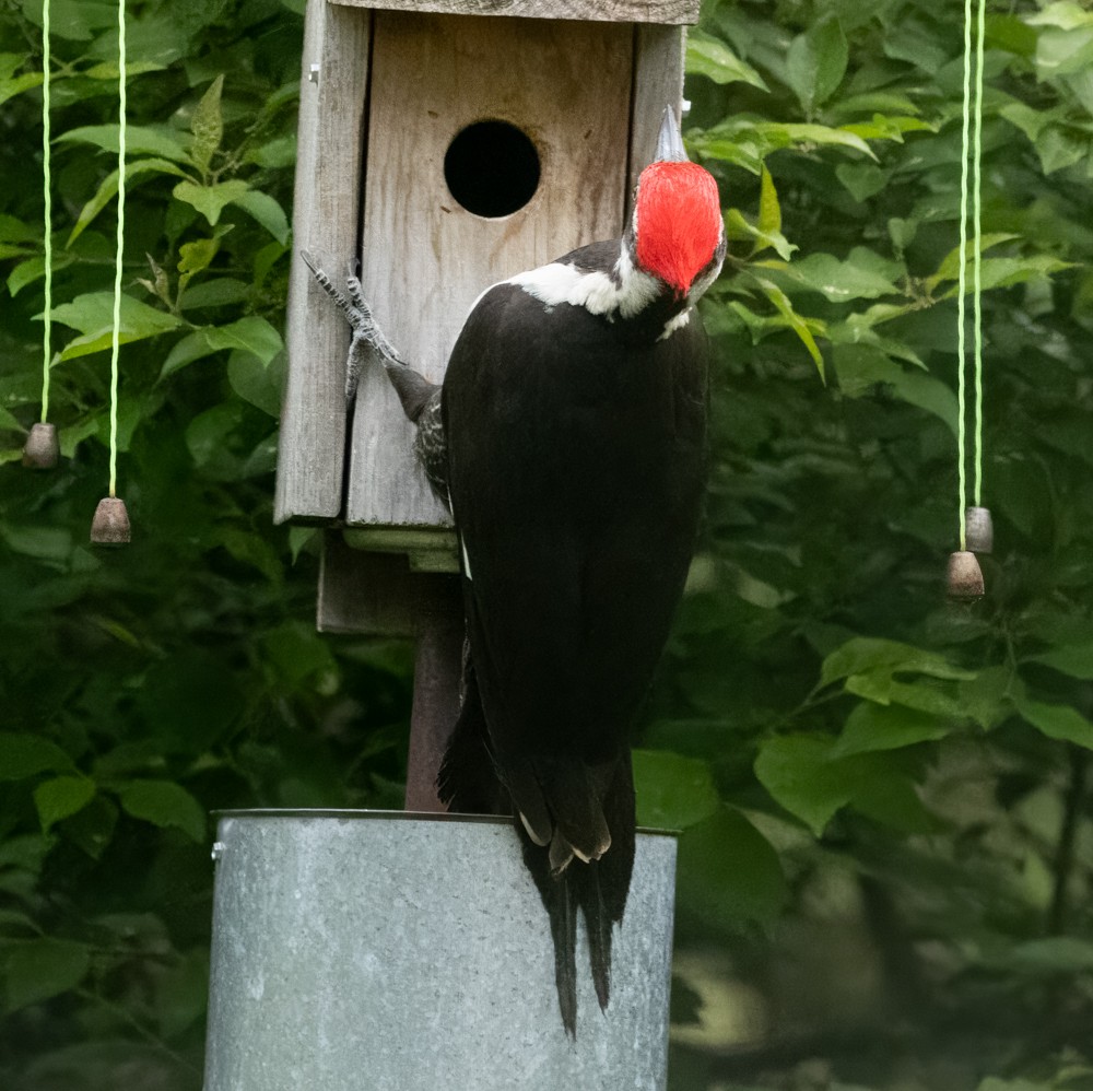 Pileated Woodpecker - ML620646814