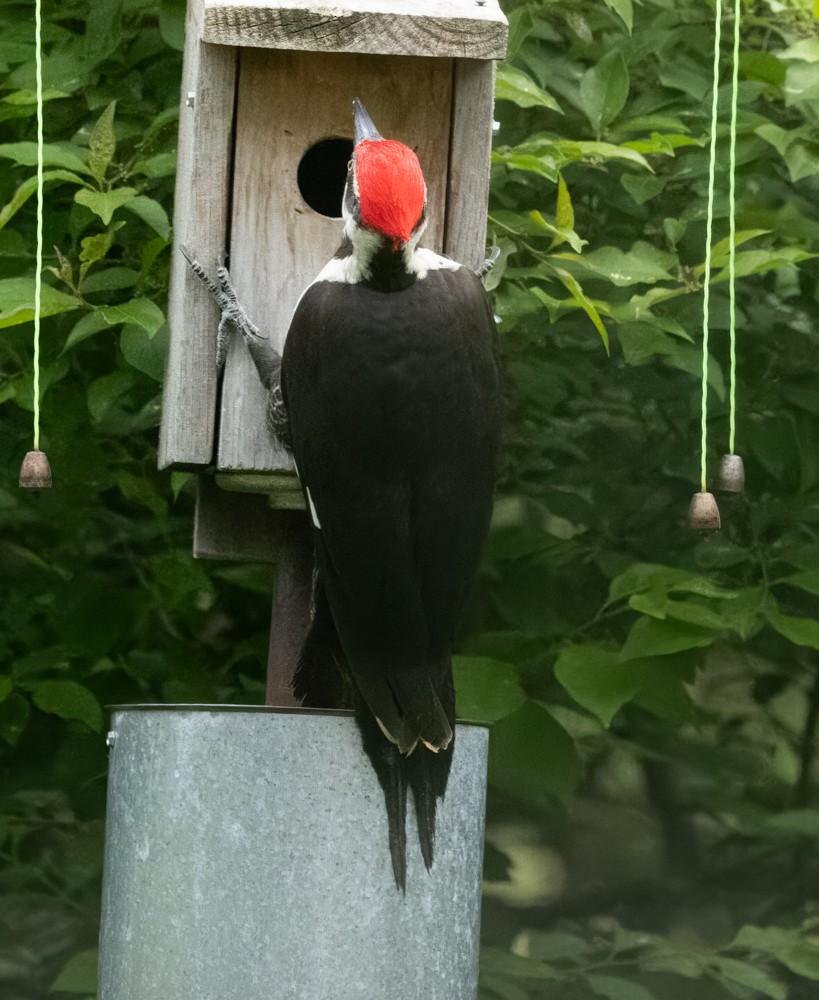 Pileated Woodpecker - Carl & Judi Manning