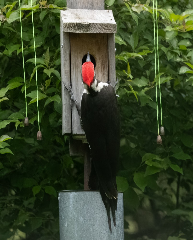 Pileated Woodpecker - ML620646818