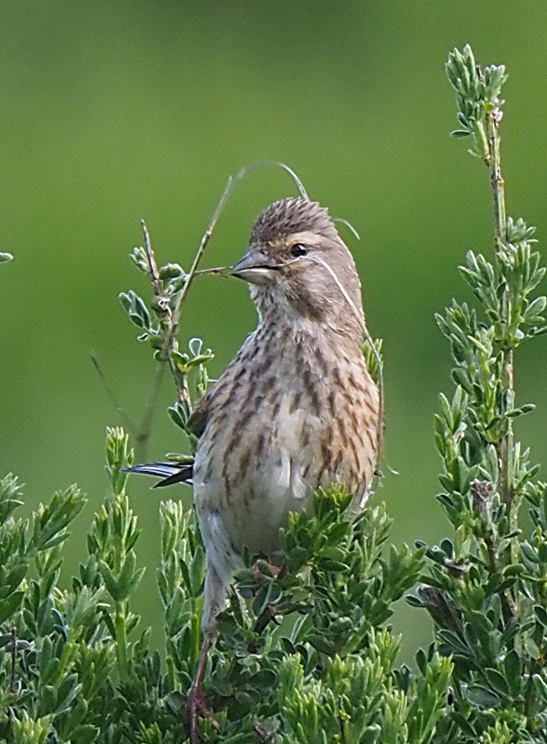 Eurasian Linnet - ML620646819