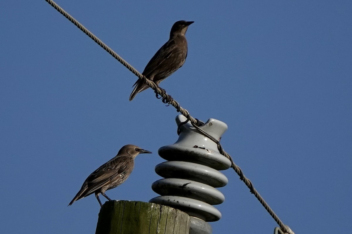 Eastern Meadowlark - ML620646827