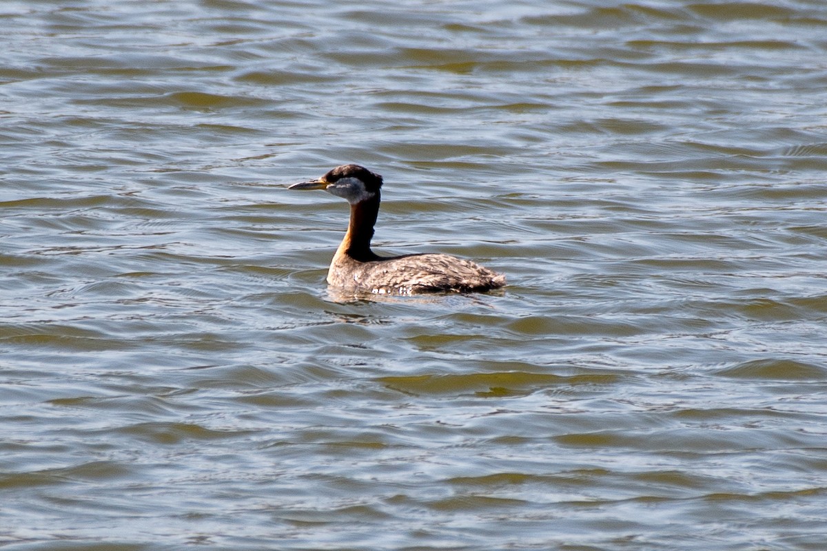 Red-necked Grebe - ML620646829