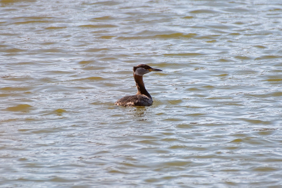 赤頸鸊鷉 - ML620646831