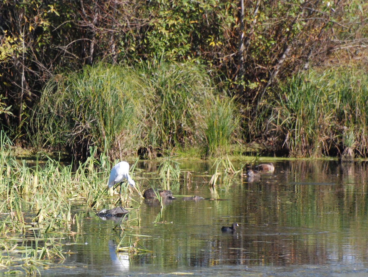 Great Egret - Max Thayer