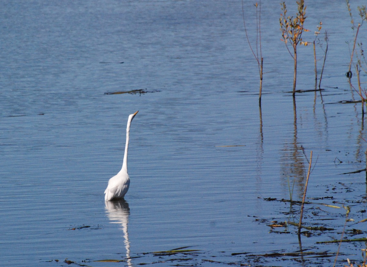 Great Egret - ML620646834