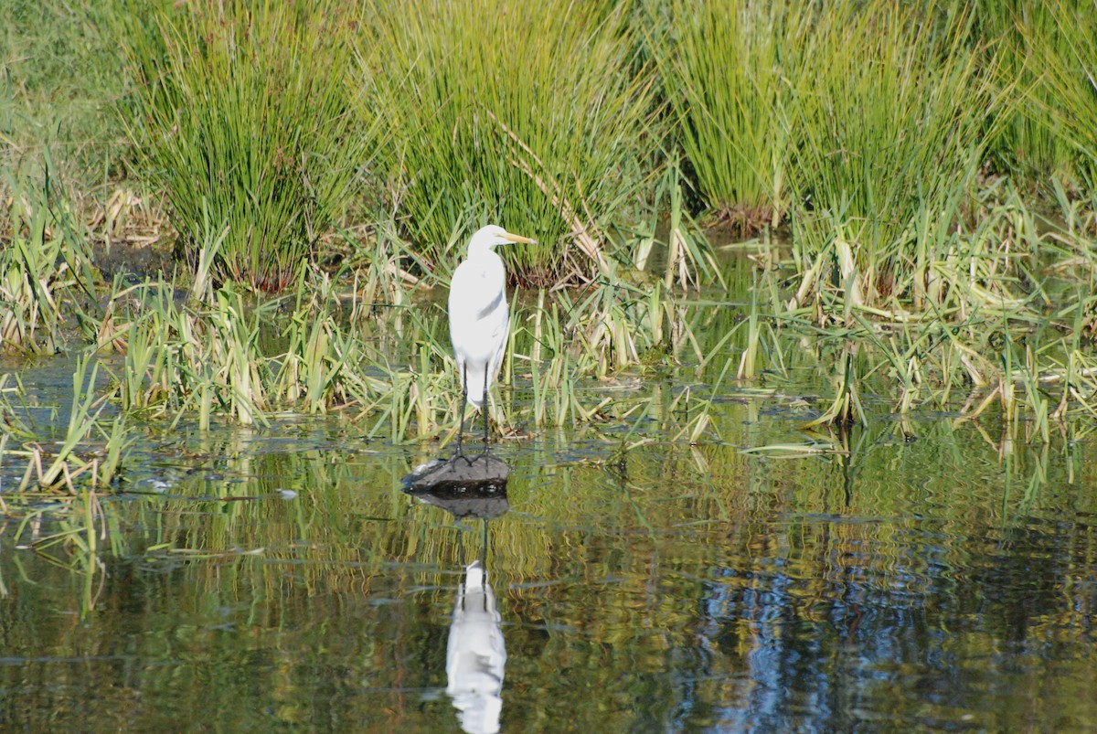 Great Egret - ML620646835