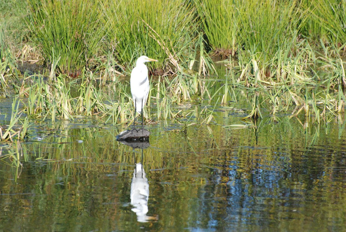 Great Egret - ML620646836