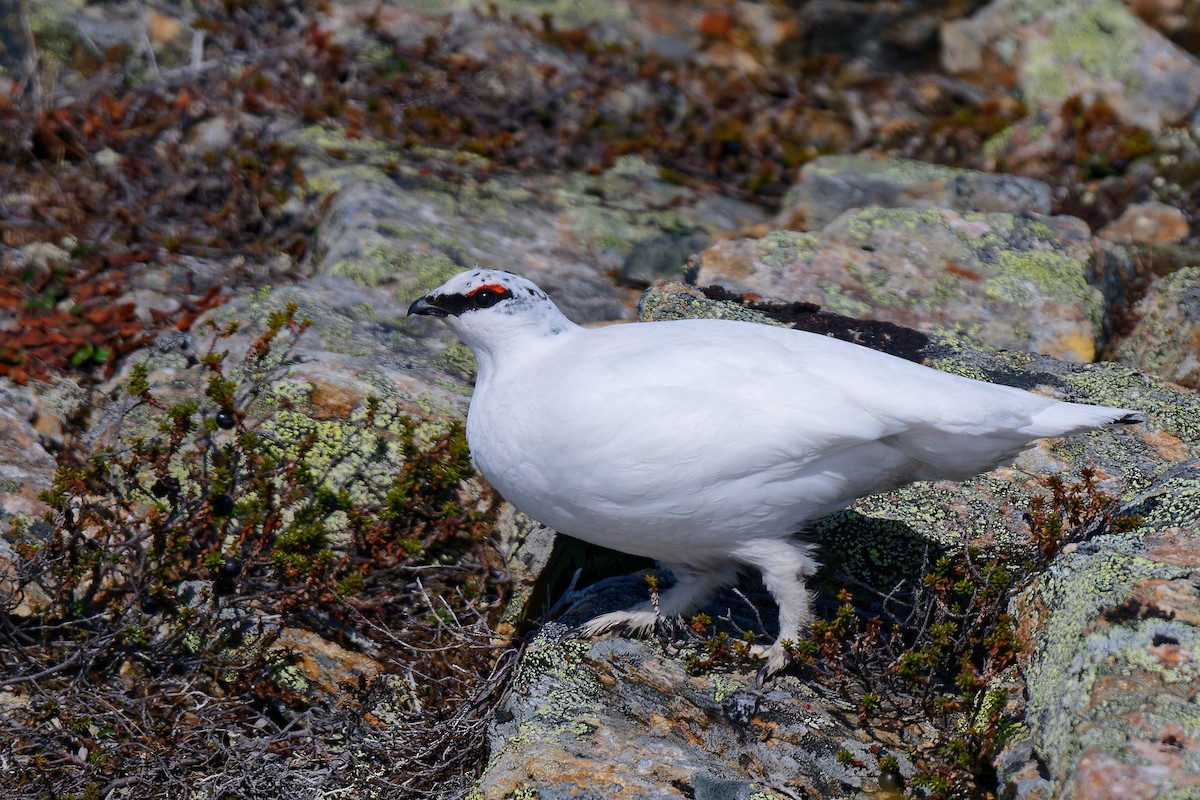 Alpenschneehuhn - ML620646837