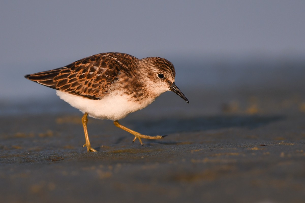 Least Sandpiper - ML620646842