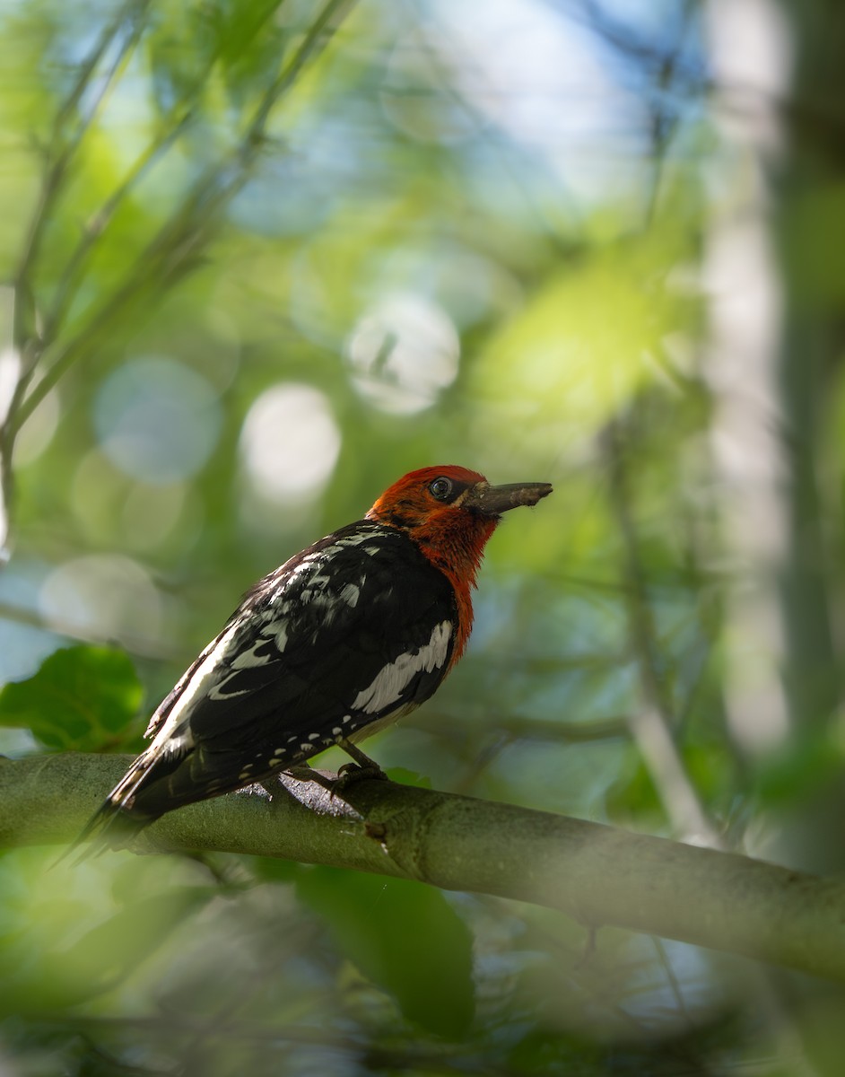 Red-breasted Sapsucker - ML620646860