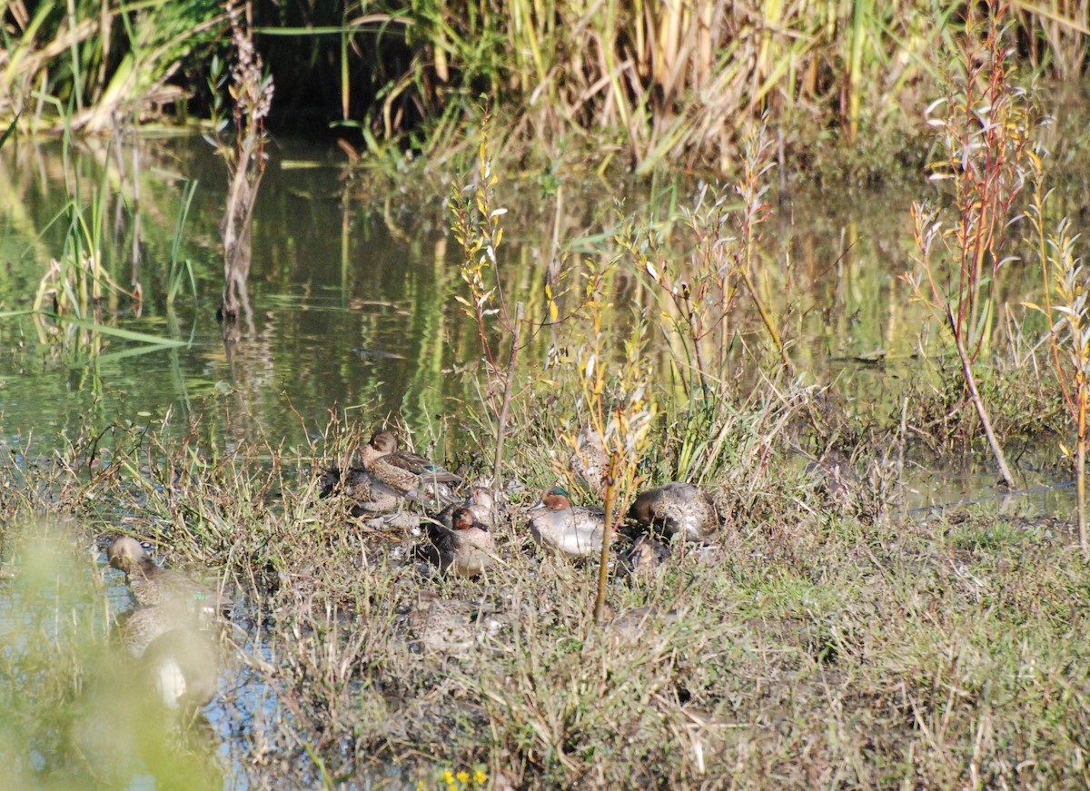 Green-winged Teal - ML620646867