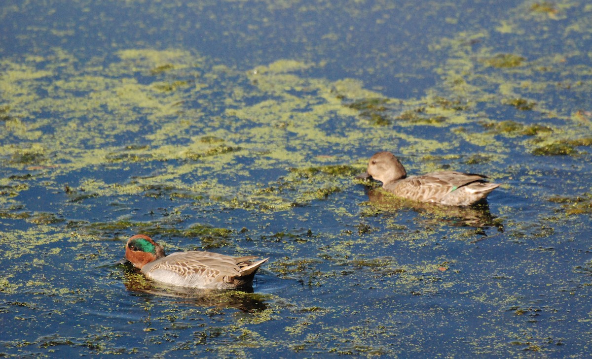 Green-winged Teal - ML620646868