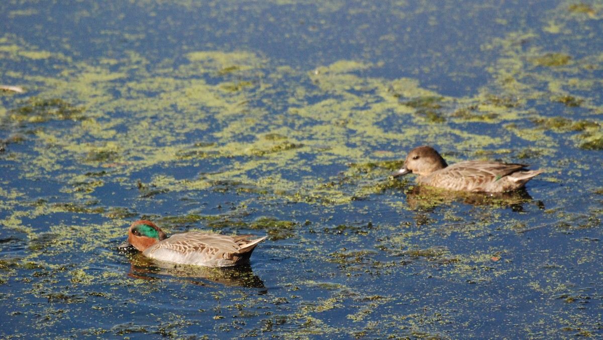 Green-winged Teal - ML620646869