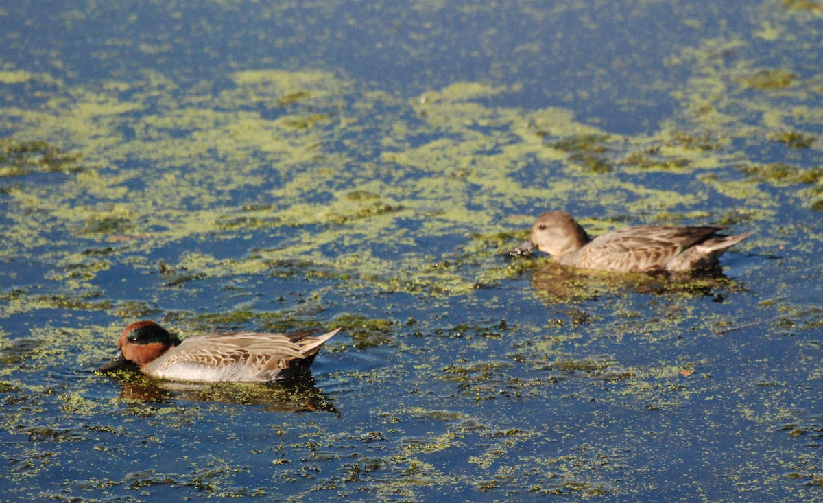 Green-winged Teal - ML620646870