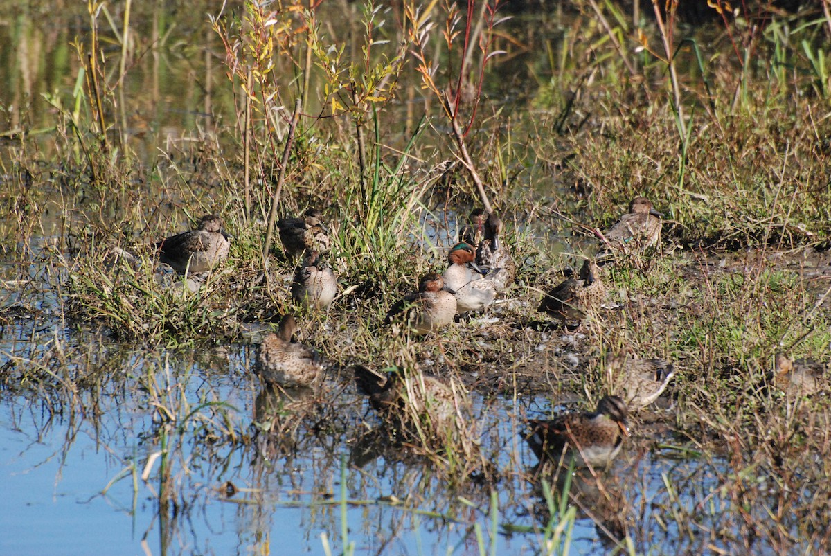 Green-winged Teal - ML620646872