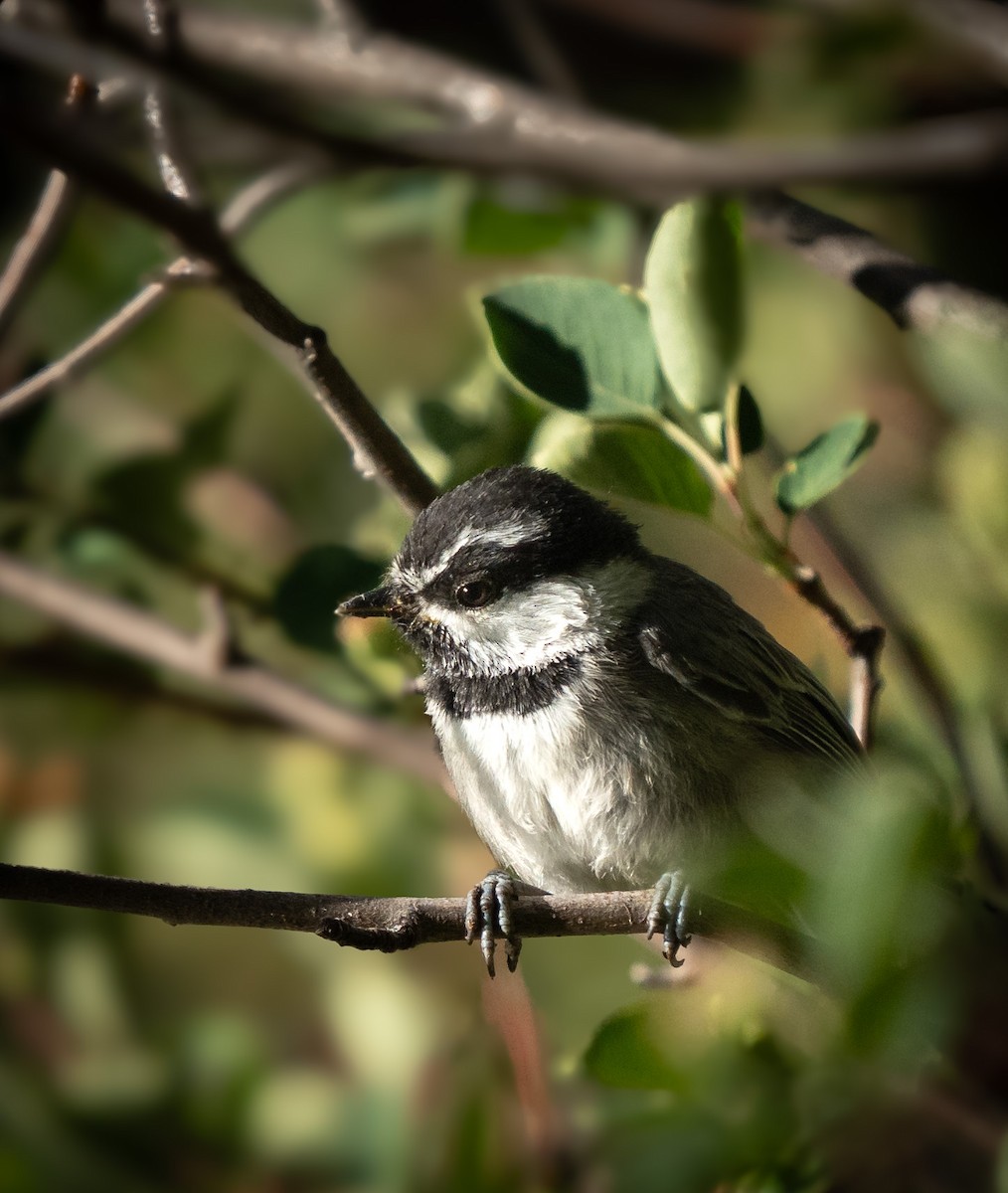 Mountain Chickadee - ML620646875