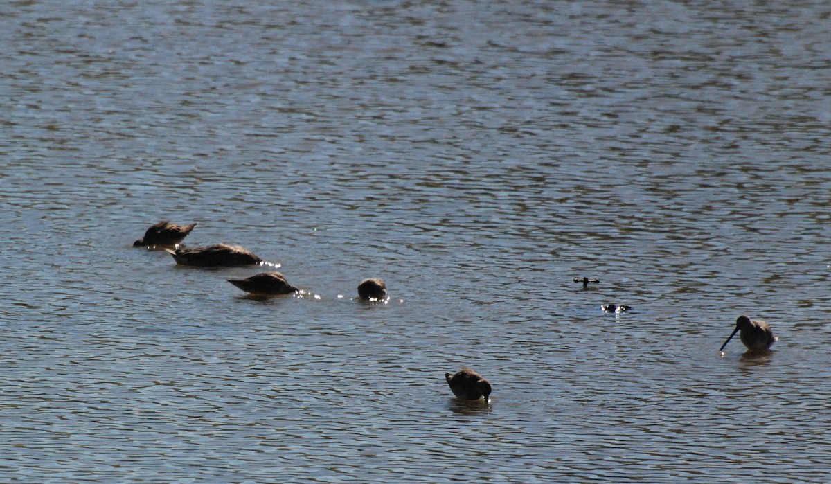 Long-billed Dowitcher - ML620646881