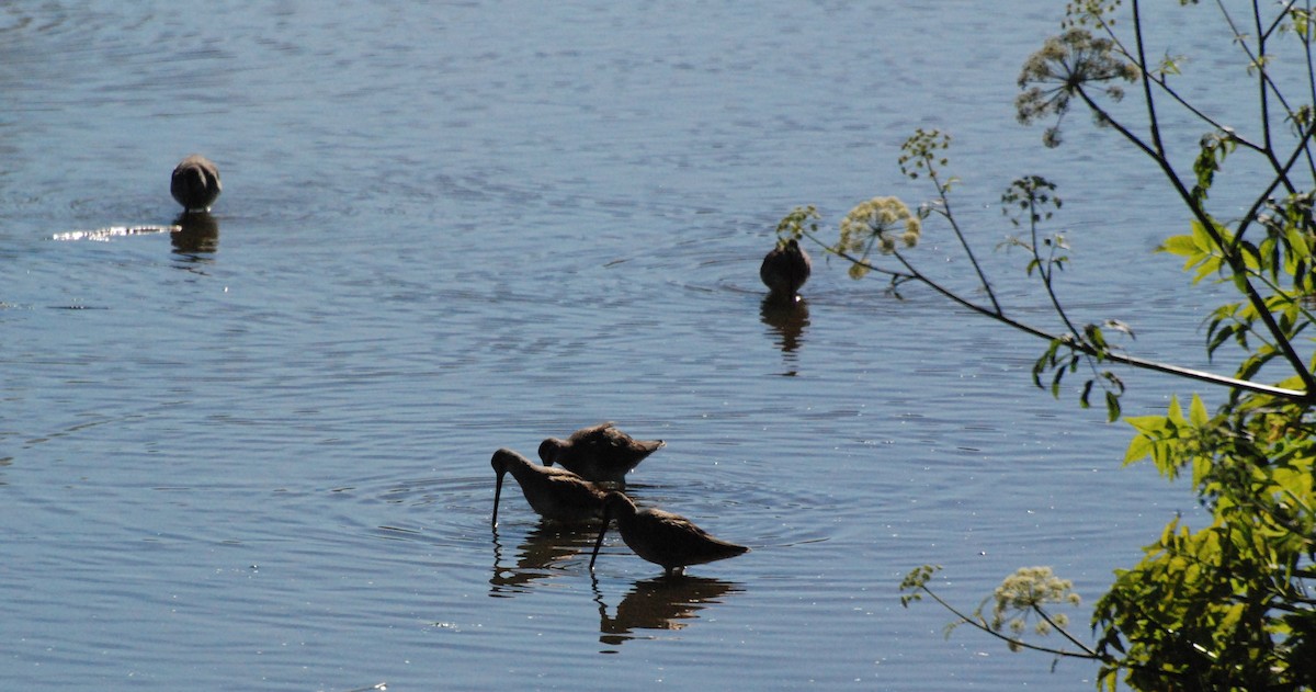 Long-billed Dowitcher - ML620646882