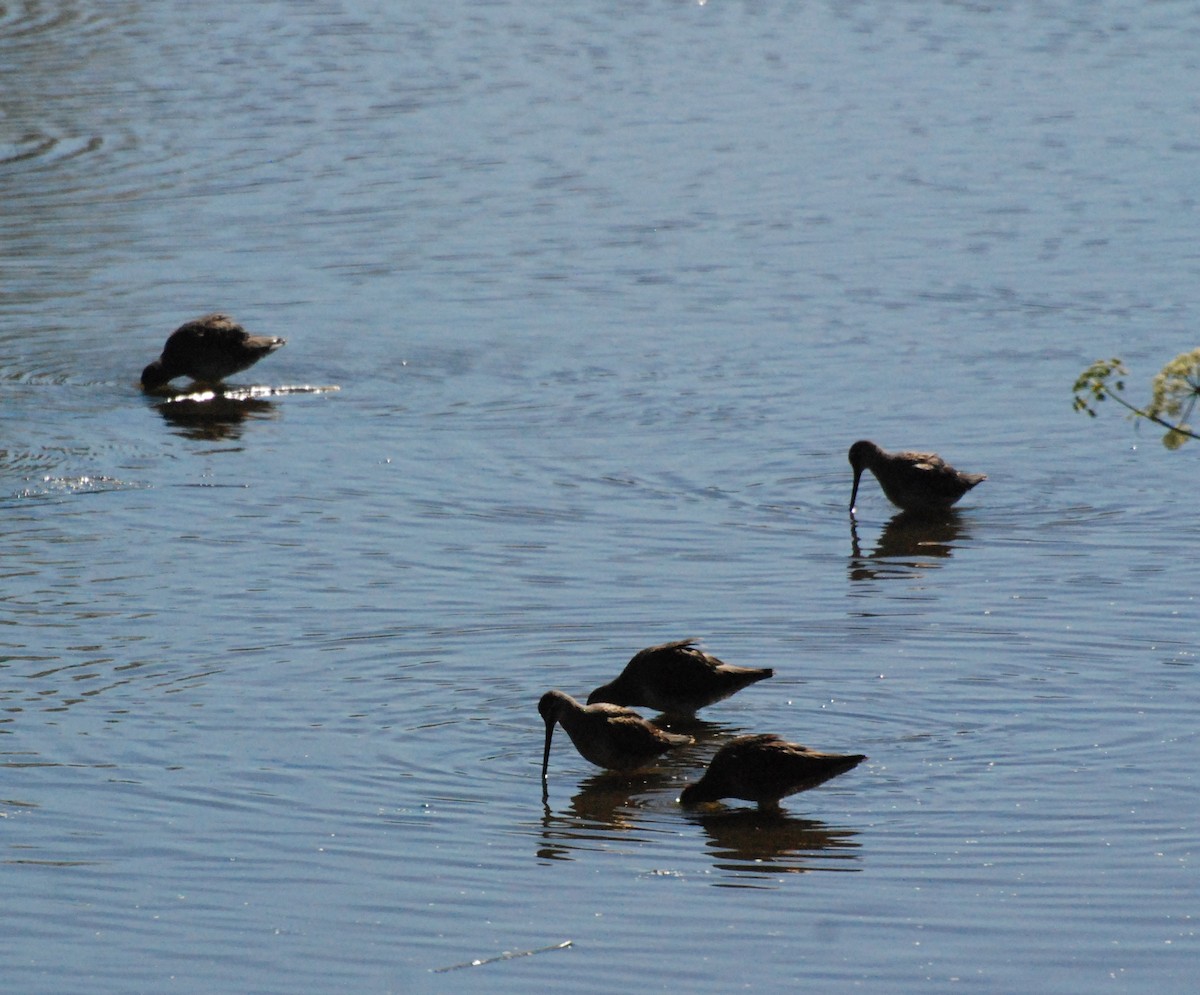 Long-billed Dowitcher - ML620646884