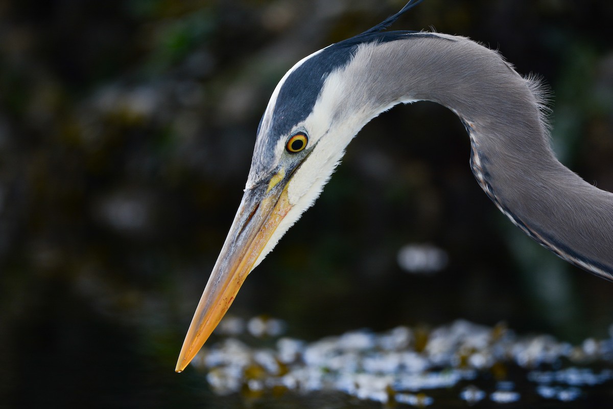 Great Blue Heron - ML620646885