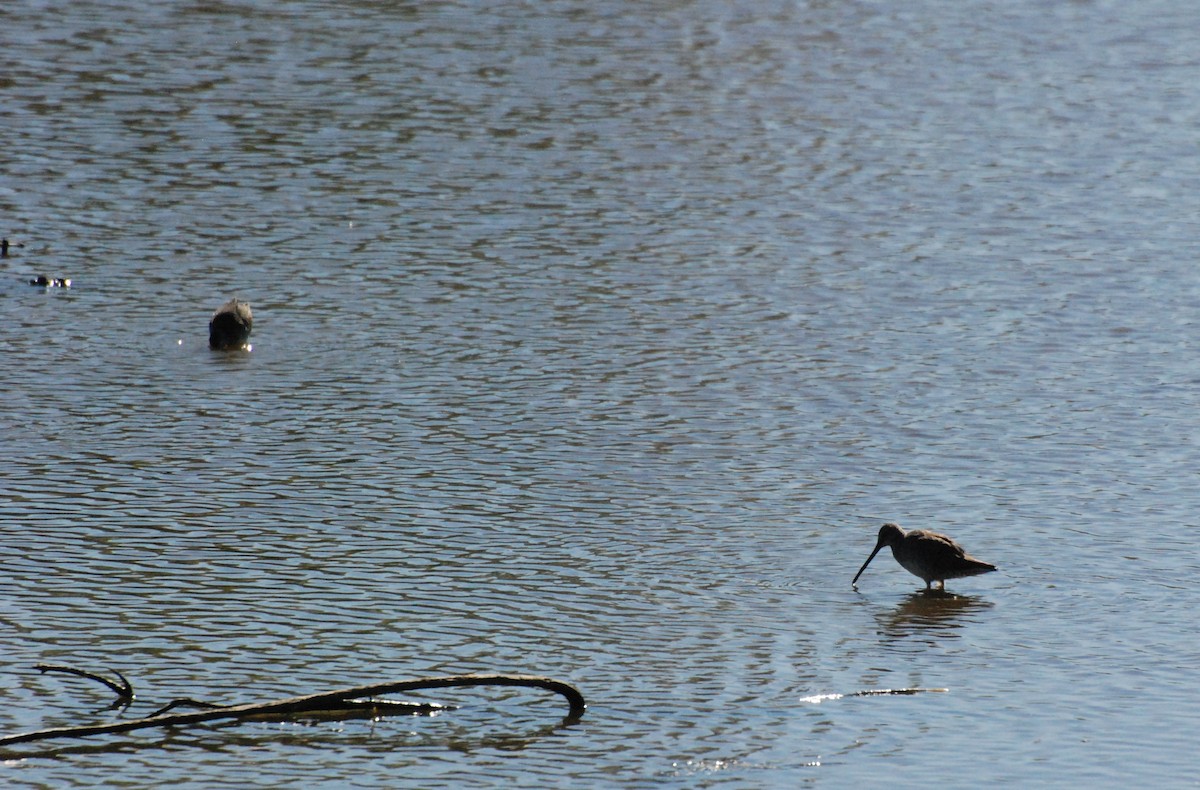 Long-billed Dowitcher - ML620646887