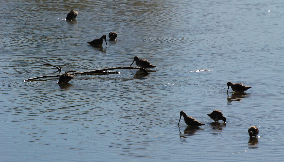 Long-billed Dowitcher - ML620646888