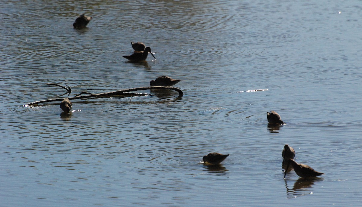 Long-billed Dowitcher - ML620646890