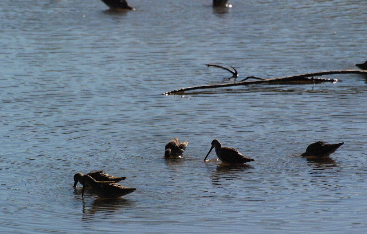 Long-billed Dowitcher - ML620646892