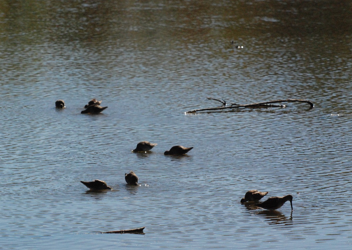 Long-billed Dowitcher - ML620646893