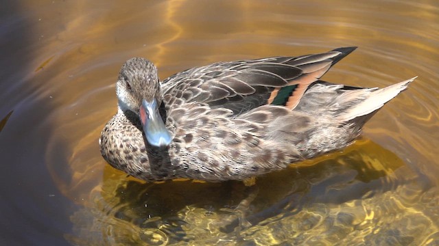 White-cheeked Pintail (Galapagos) - ML620646896