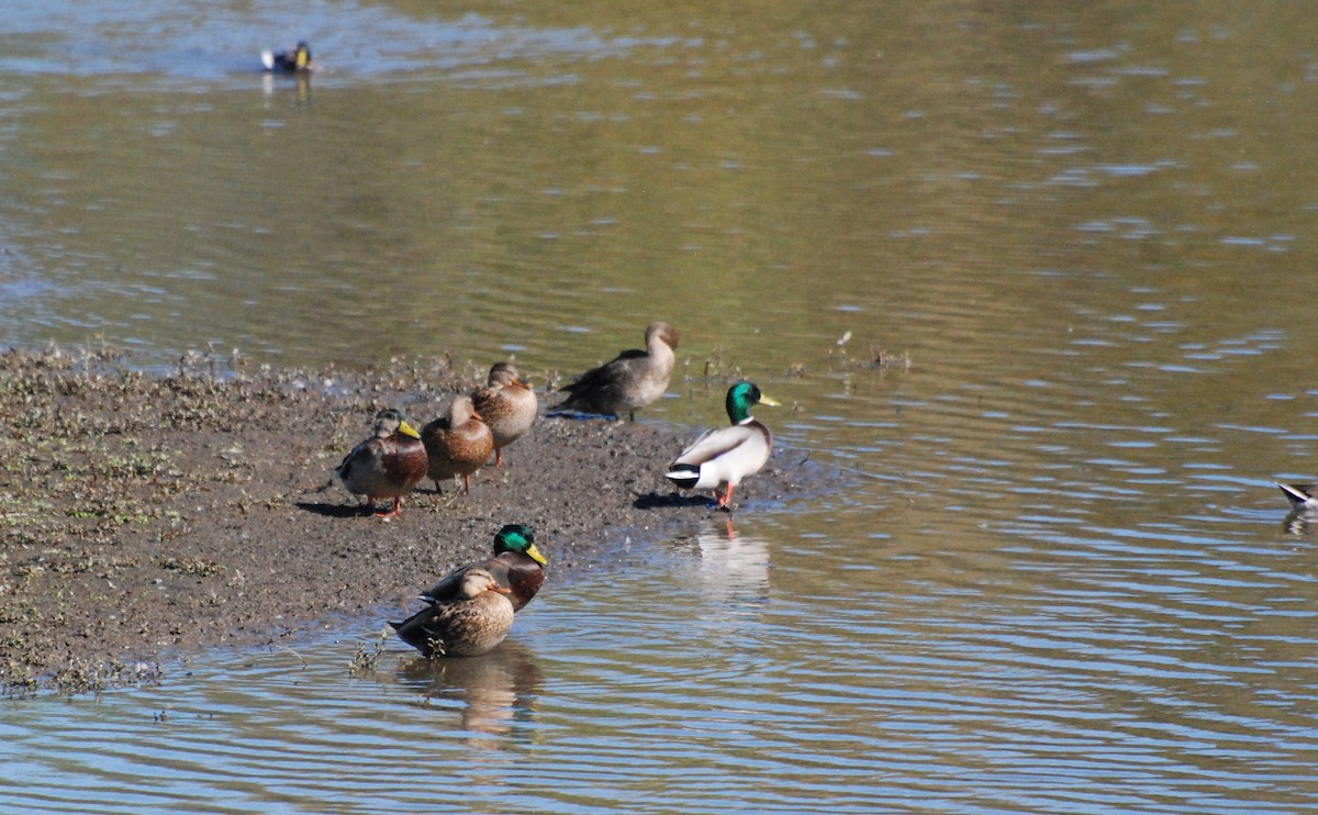 Canard colvert - ML620646899