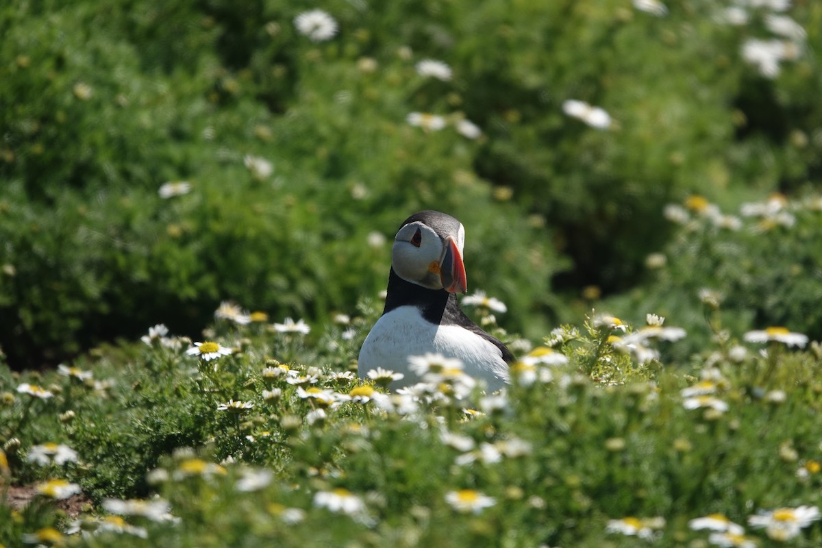 Atlantic Puffin - ML620646902