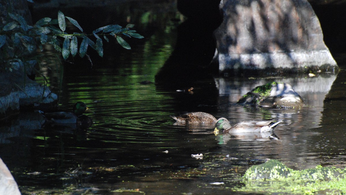 Canard colvert - ML620646906