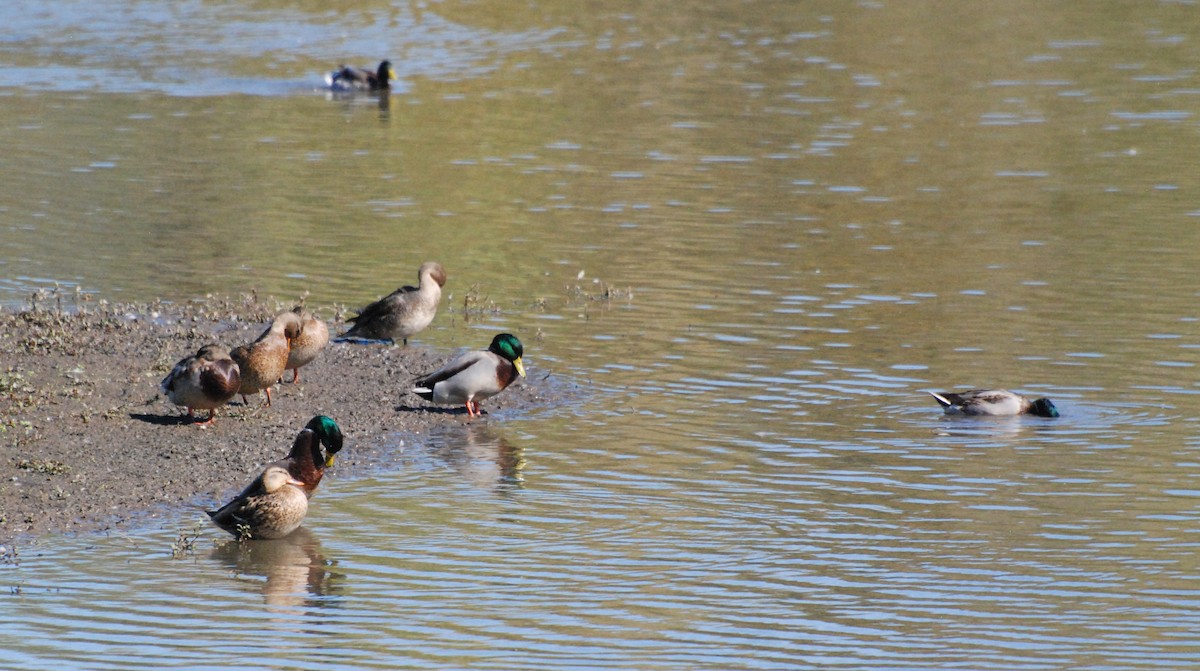 Canard colvert - ML620646908