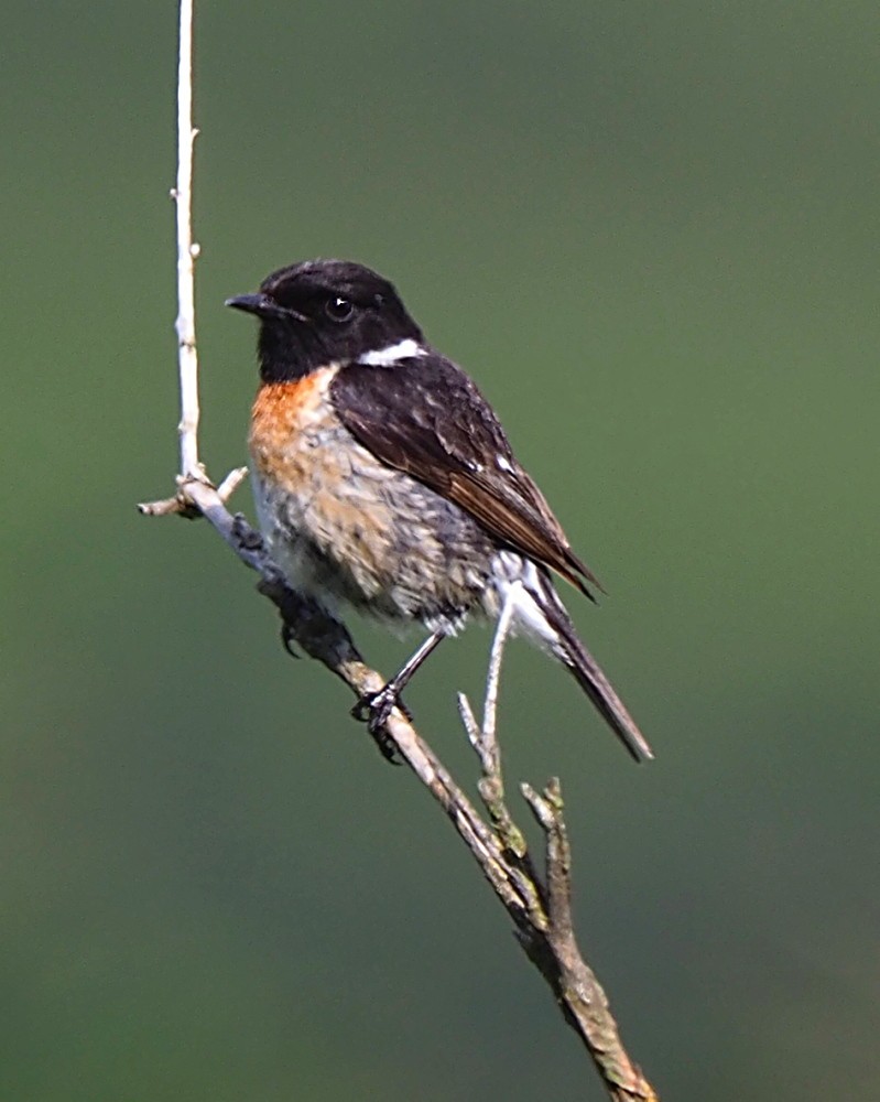 European Stonechat - ML620646909