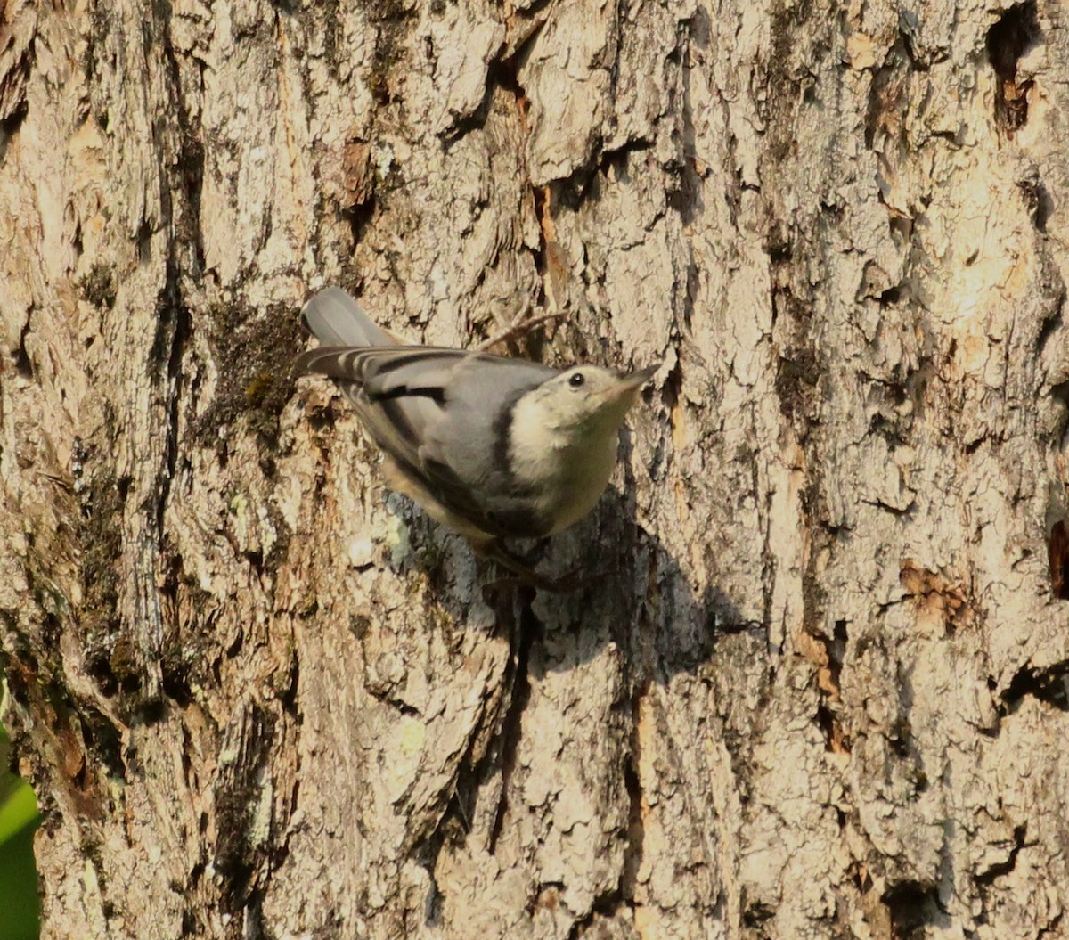 White-breasted Nuthatch - ML620646910